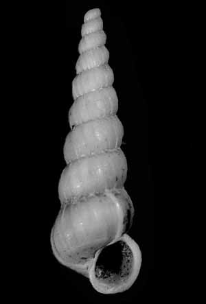 Acrilloscala geniculata